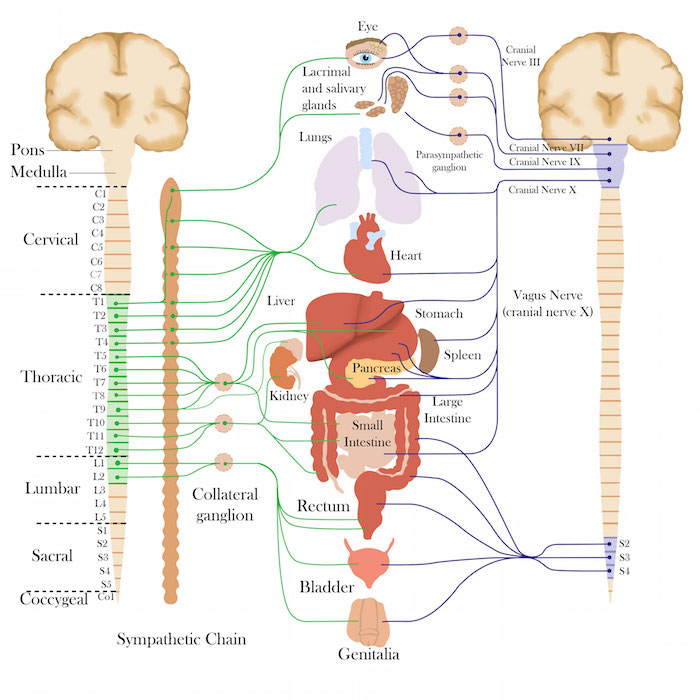 Sympathetic Parasympathetic Nervous System